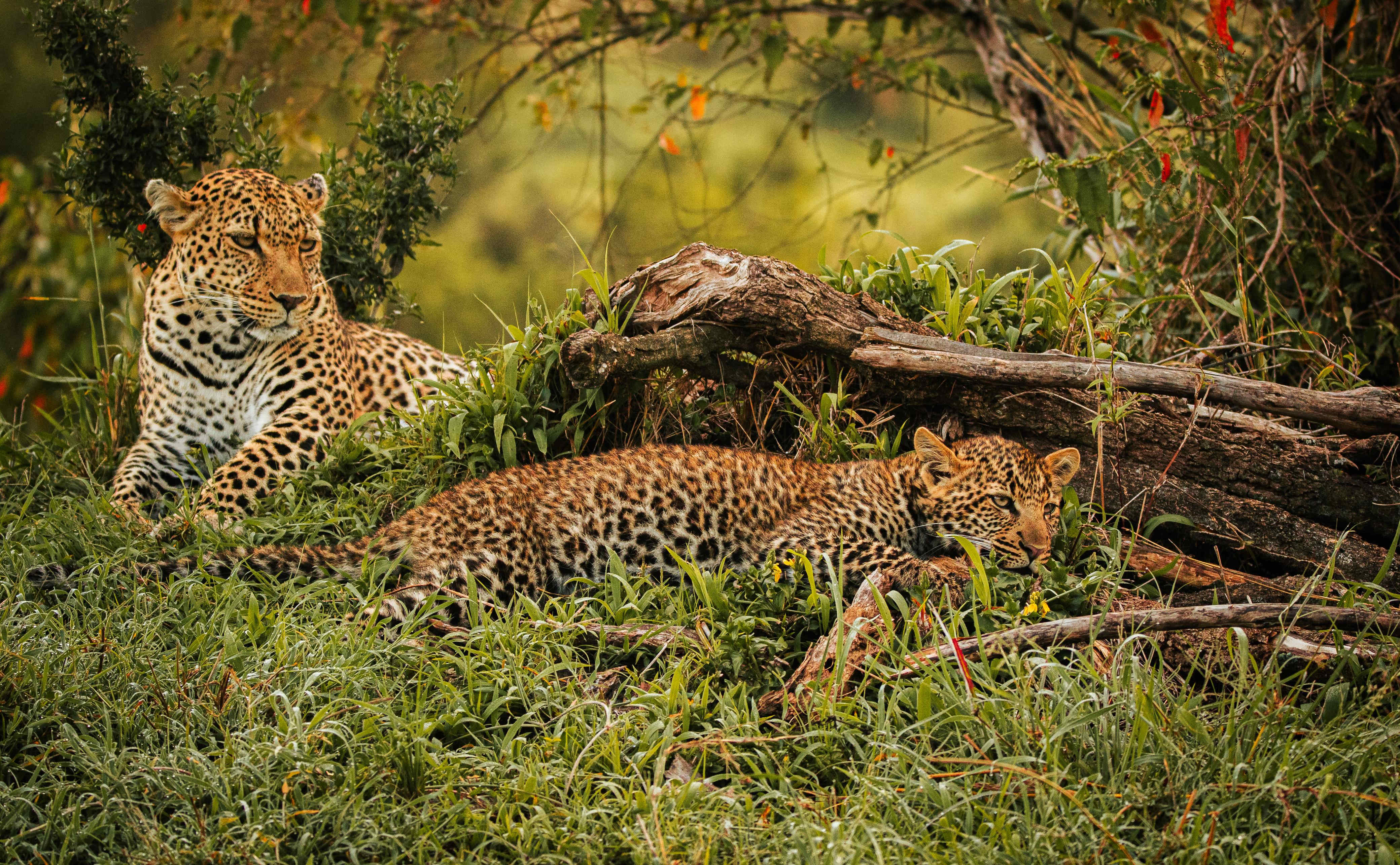 A Lion resting on a Grassland